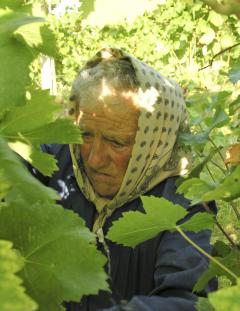 Harvesting verdicchio